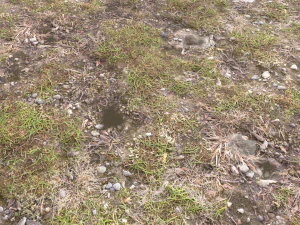 forest ground pbr pack 12 CG Textures