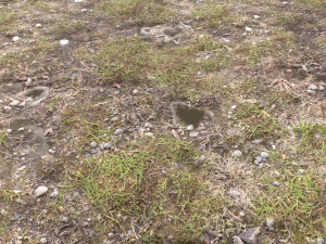 forest ground pbr pack 12 Texturas CG