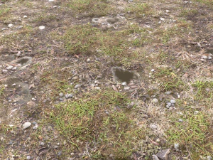 forest ground pbr pack 12 CG Textures