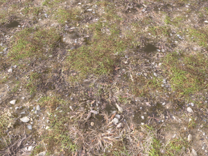 forest ground pbr pack 12 Texturas CG