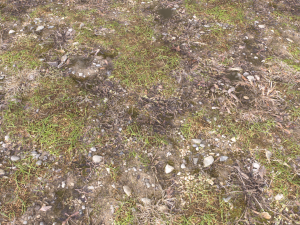 forest ground pbr pack 12 Texturas CG