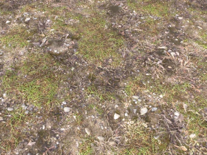 forest ground pbr pack 12 CG Textures