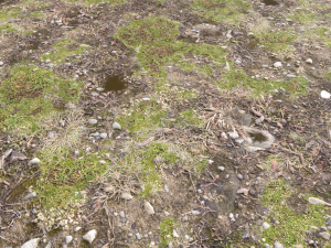 forest ground pbr pack 12 Texturas CG
