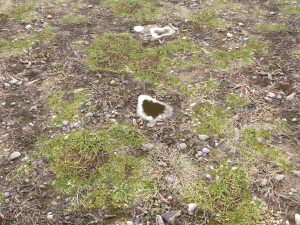 forest ground pbr pack 12 Texturas CG
