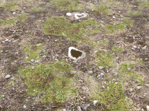 forest ground pbr pack 12 CG Textures