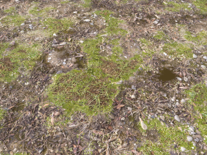 forest ground pbr pack 12 Texturas CG