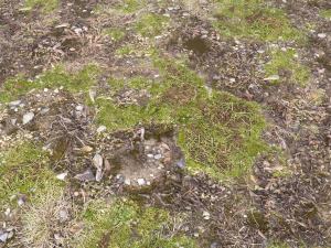 forest ground pbr pack 12 Texturas CG
