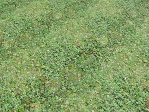 forest ground pbr pack 13 CG テクスチャ