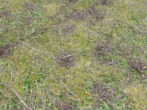 forest ground pbr pack 13 CG Textures