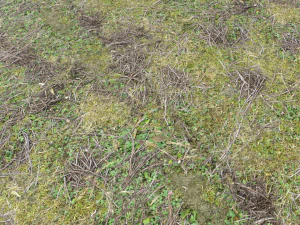 forest ground pbr pack 13 CG Textures