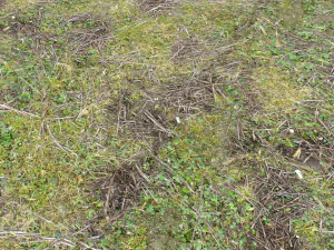 forest ground pbr pack 13 CG Textures