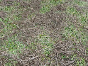 forest ground pbr pack 13 CG Textures
