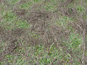 forest ground pbr pack 13 CG Textures