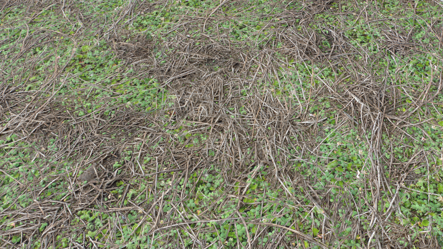 Forest grounded