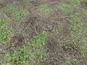 forest ground pbr pack 13 CG Textures