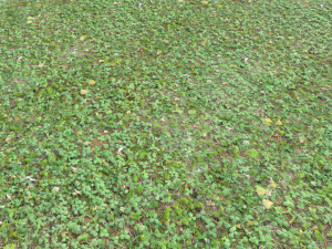 forest ground pbr pack 13 CG Текстуры