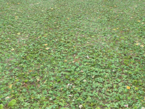forest ground pbr pack 13 CG Textures