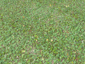 forest ground pbr pack 13 CG Текстуры