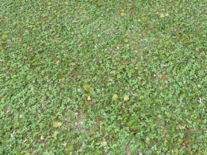 forest ground pbr pack 13 CG Textures