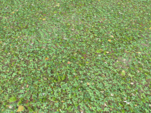 forest ground pbr pack 13 CG Текстуры