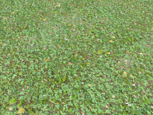 forest ground pbr pack 13 CG Textures