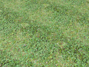 forest ground pbr pack 13 CG Textures