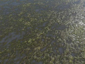 agua con algas pbr Texturas CG