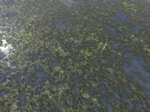 water with algae pbr CG 纹理