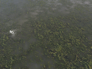 water with algae pbr CG 纹理
