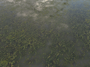 water with algae pbr CG 纹理