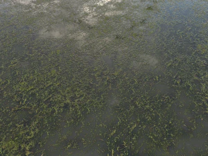 water with algae pbr CG Textures