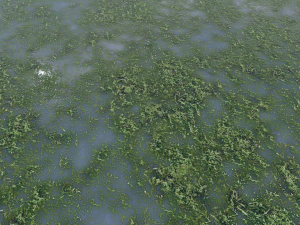 water with algae pbr CG 纹理