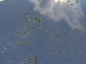 water with algae pbr CG 纹理
