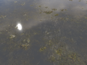 water with algae pbr CG 纹理
