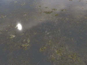 water with algae pbr CG Textures