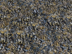 seaweed textures pbr CG Текстури