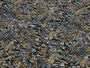 seaweed textures pbr CG Текстуры