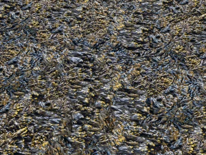 texturas de algas marinhas pbr Texturas CG