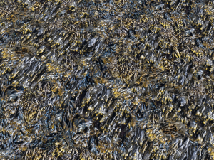 seaweed textures pbr CG Текстуры