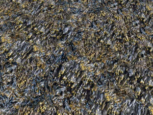 texturas de algas marinhas pbr Texturas CG