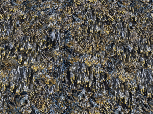 seaweed textures pbr CG Текстуры