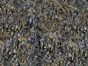 texturas de algas marinhas pbr Texturas CG