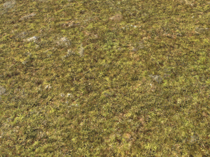 moss pack 1 CG Textures