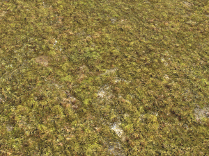moss pack 1 CG Textures