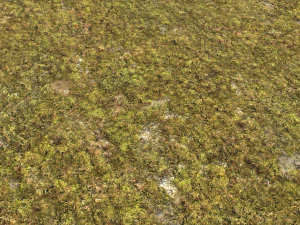 moss pack 1 CG Textures