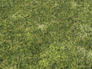 moss pack 1 CG Textures