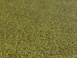 moss pack 1 CG Textures