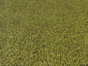 moss pack 1 CG Textures
