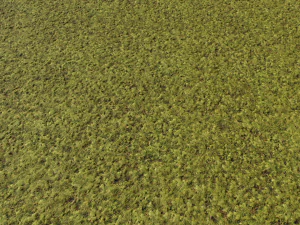 moss pack 1 CG Textures