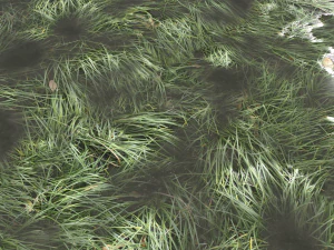 water with algae and plants 3 CG Textures